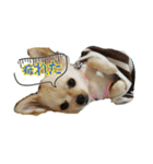 チワワのふわちゃん（個別スタンプ：19）