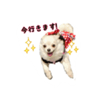 チワワのふわちゃん（個別スタンプ：21）