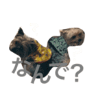 おいぬず スタンプ その2（個別スタンプ：1）