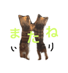 おいぬず スタンプ その2（個別スタンプ：12）