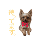 おいぬず スタンプ その2（個別スタンプ：19）