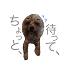 おいぬず スタンプ その2（個別スタンプ：20）