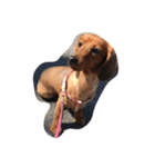 お犬のスタンプ（個別スタンプ：3）