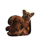 お犬のスタンプ（個別スタンプ：6）