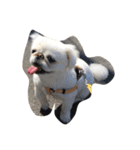 お犬のスタンプ（個別スタンプ：7）