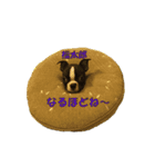 ボストンテリア福太郎（個別スタンプ：1）