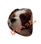 キャバリアのお言葉（個別スタンプ：1）