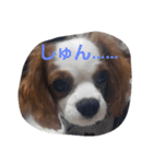 キャバリアのお言葉（個別スタンプ：2）