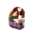 キャバリアのお言葉（個別スタンプ：3）