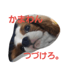 キャバリアのお言葉（個別スタンプ：4）