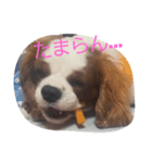キャバリアのお言葉（個別スタンプ：5）