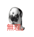 キャバリアのお言葉（個別スタンプ：6）