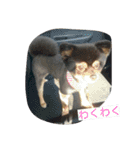 オールスター（個別スタンプ：1）