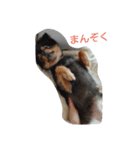 オールスター（個別スタンプ：3）