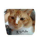 オールスター（個別スタンプ：11）