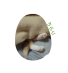 オールスター（個別スタンプ：12）