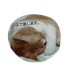 オールスター（個別スタンプ：30）