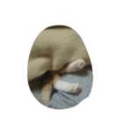 たびたんの旅（個別スタンプ：4）
