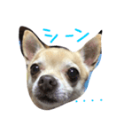 チワワのキララ from Kyoto その2（個別スタンプ：1）