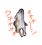 チワワのキララ from Kyoto その2（個別スタンプ：5）