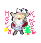 チワワのキララ from Kyoto その2（個別スタンプ：7）