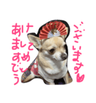 チワワのキララ from Kyoto その2（個別スタンプ：8）