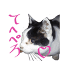 牛柄の猫のうし（個別スタンプ：1）