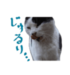 牛柄の猫のうし（個別スタンプ：2）