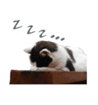 牛柄の猫のうし（個別スタンプ：3）