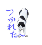 牛柄の猫のうし（個別スタンプ：4）