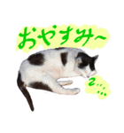 牛柄の猫のうし（個別スタンプ：5）