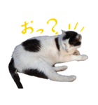 牛柄の猫のうし（個別スタンプ：6）