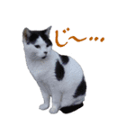 牛柄の猫のうし（個別スタンプ：7）