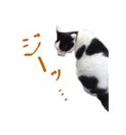 牛柄の猫のうし（個別スタンプ：8）