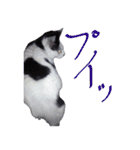 牛柄の猫のうし（個別スタンプ：9）