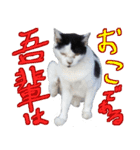 牛柄の猫のうし（個別スタンプ：10）