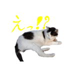 牛柄の猫のうし（個別スタンプ：12）