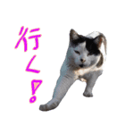 牛柄の猫のうし（個別スタンプ：13）