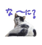 牛柄の猫のうし（個別スタンプ：14）