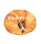 イタグレらいくん（個別スタンプ：1）
