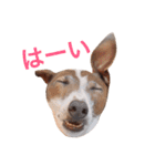イタグレらいくん（個別スタンプ：4）