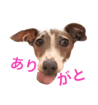 イタグレらいくん（個別スタンプ：7）