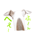 イタグレらいくん（個別スタンプ：8）