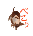イタグレらいくん（個別スタンプ：11）