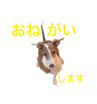 イタグレらいくん（個別スタンプ：12）