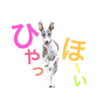 イタグレらいくん（個別スタンプ：14）