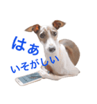 イタグレらいくん（個別スタンプ：15）