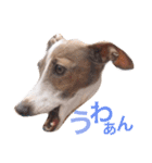 イタグレらいくん（個別スタンプ：17）