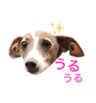イタグレらいくん（個別スタンプ：19）