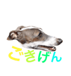 イタグレらいくん（個別スタンプ：20）